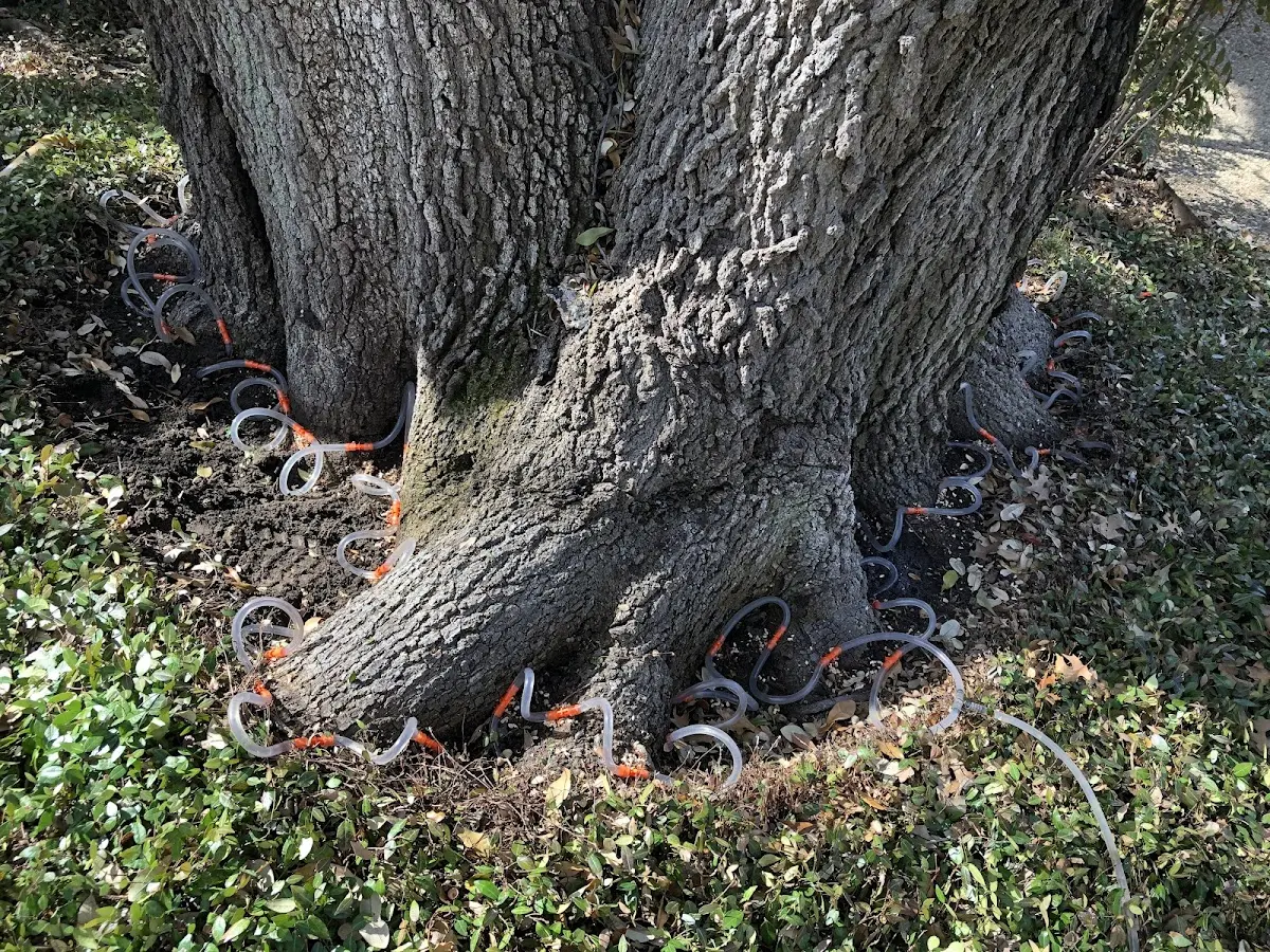 Detailed Tree Cabling and Bracing job site in French Camp