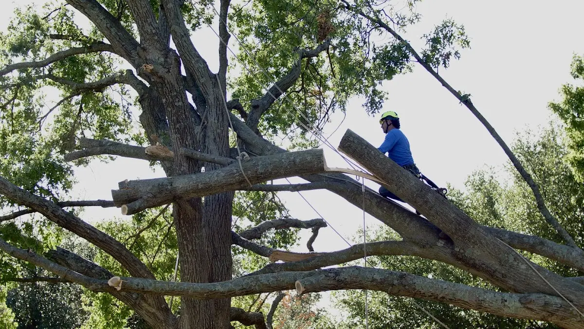 Professional Crown Thinning performed by certified arborists in French Camp